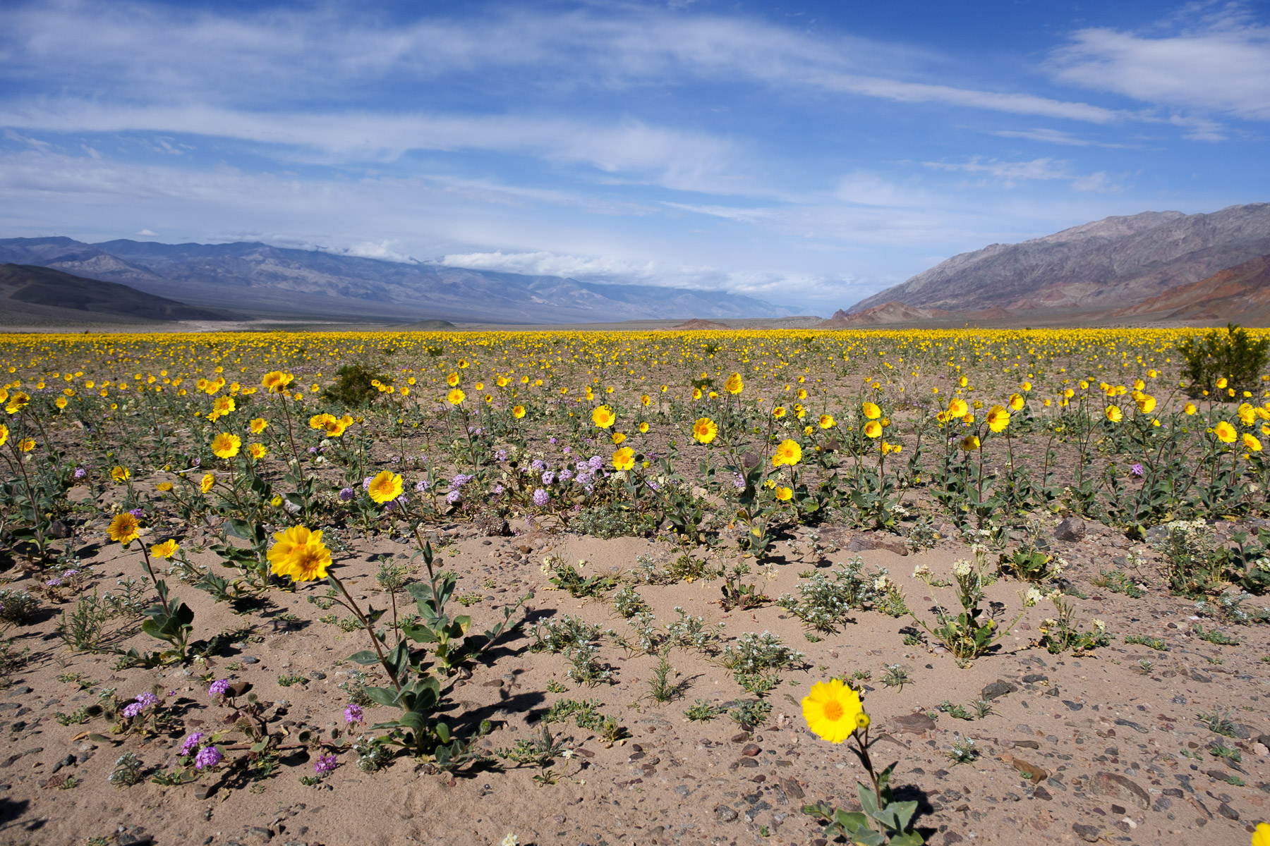 Death Valley photo titled Death Valley 51